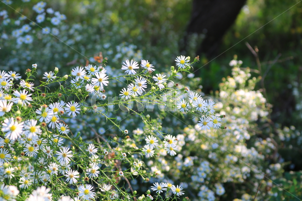 꽃,쑥부쟁이,식물,야생화,들꽃,미국쑥부쟁이,털쑥부쟁이,국화,국화과,자연,흰꽃,작은꽃,식물,자연,plants,nature,꽃,flower