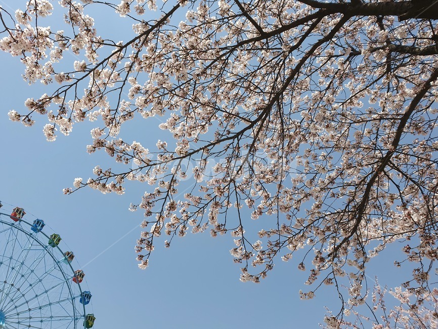 벚꽃,하늘,봄,놀이기구,관람열차,봄,계절,spring,season