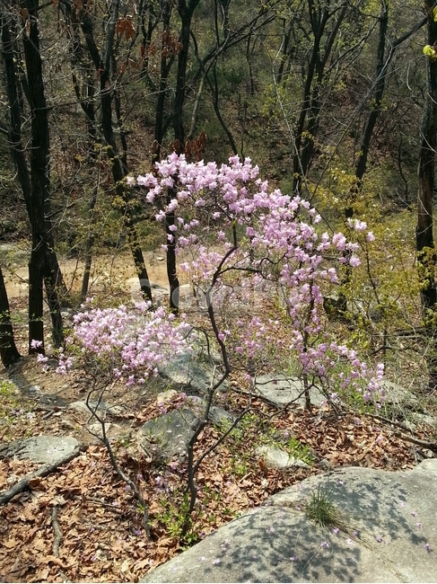 진달래,꽃,봄,식물,나무,산,식물,자연,plants,nature,꽃,flower