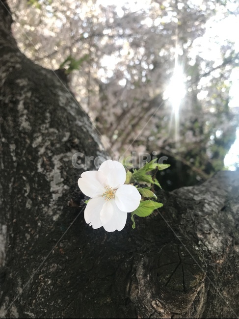 식물,벚꽃,꽃,나무,자연,야외,옥외,나뭇잎,햇빛,낮,날씨,빛,나뭇가지,beautiful,bloom,blossom,cherryblossom,closeup,day,daylight,flora,floral,flower,fresh,garden,green,growth,leaf,light,natural,nature,outdoor,petal,plant,season,shining,spring,sun,sunshine,tree