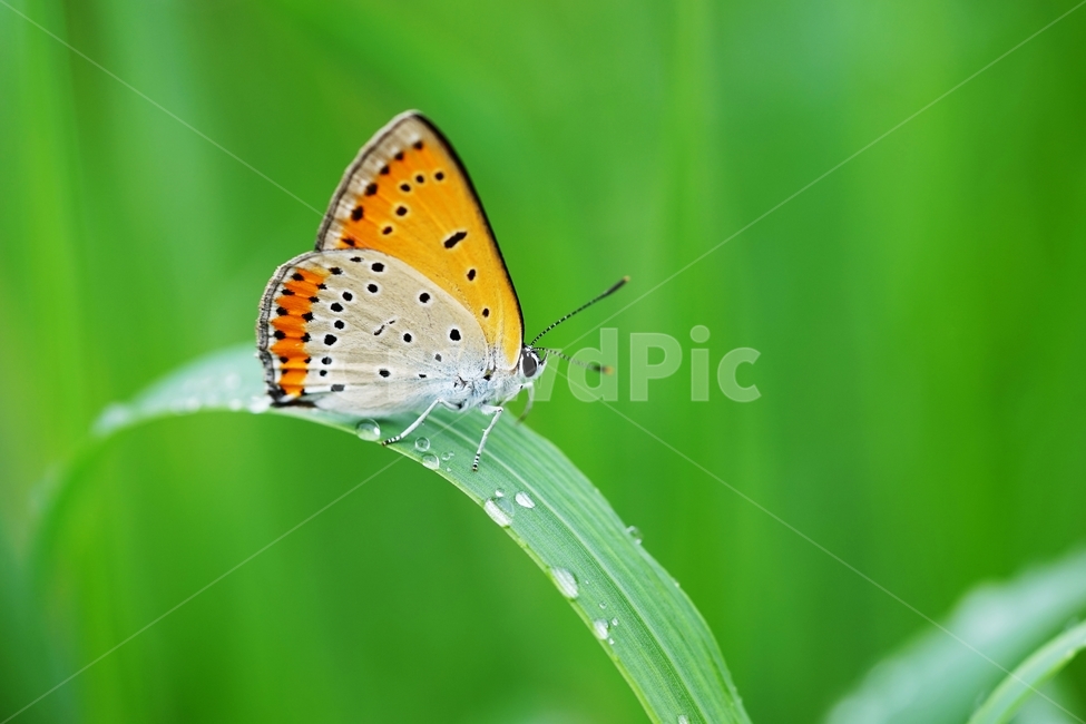 나비,나방,황색나비,황색점박이나비,이슬,풀잎,식물,자연,plants,nature,동물,animal,곤충,벌레,insect,bug
