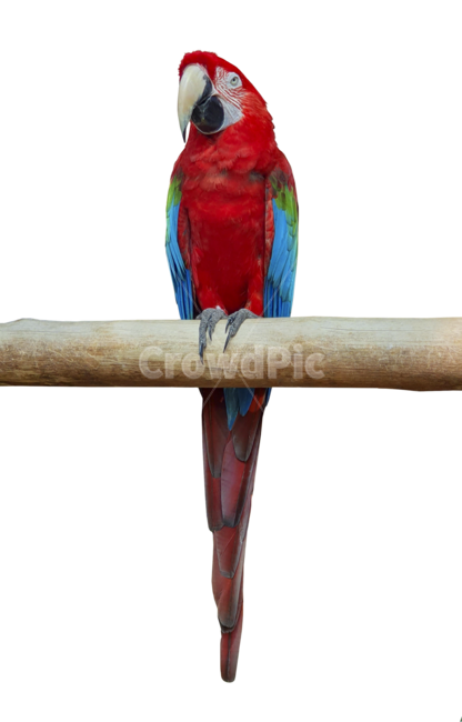 parrot,macaw,앵무새,새,bird,동물,animal,누끼,removebackground,조류,깃털,동물,animal,조류,새,birds