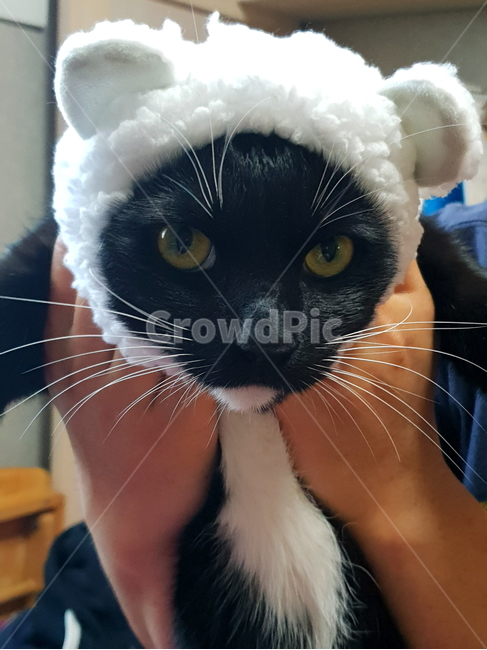 고양이,검정고양이,펫,블랙앤화이트,집고양이,집냥이,냥이,애완동물