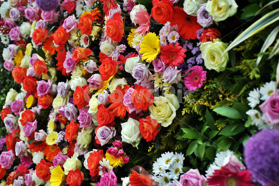 꽃다발,장미,다발,붉은장미,노란장미,기념일,축하,식물,자연,plants,nature,꽃,flower