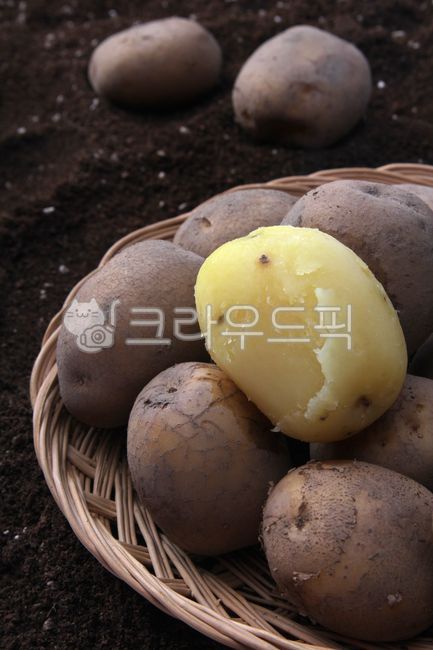 삶은감자,수미감자,통감자,요리,요리재료,채소,food,음식,potato,감자,vegetable,야채,plant,식물,음식,식재료,요리,food,cook,meal,dishes,food reserves