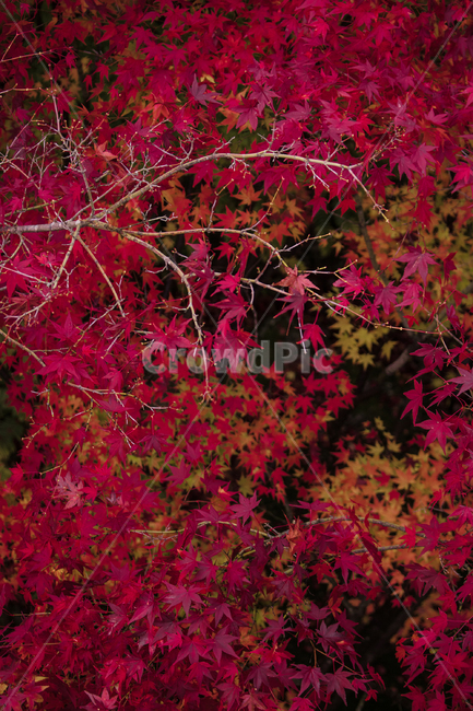 leaf,잎,plant,식물,tree,나무,maple,단풍,가을,낙엽,fall,autumn,가을,계절,fall,autumn,season