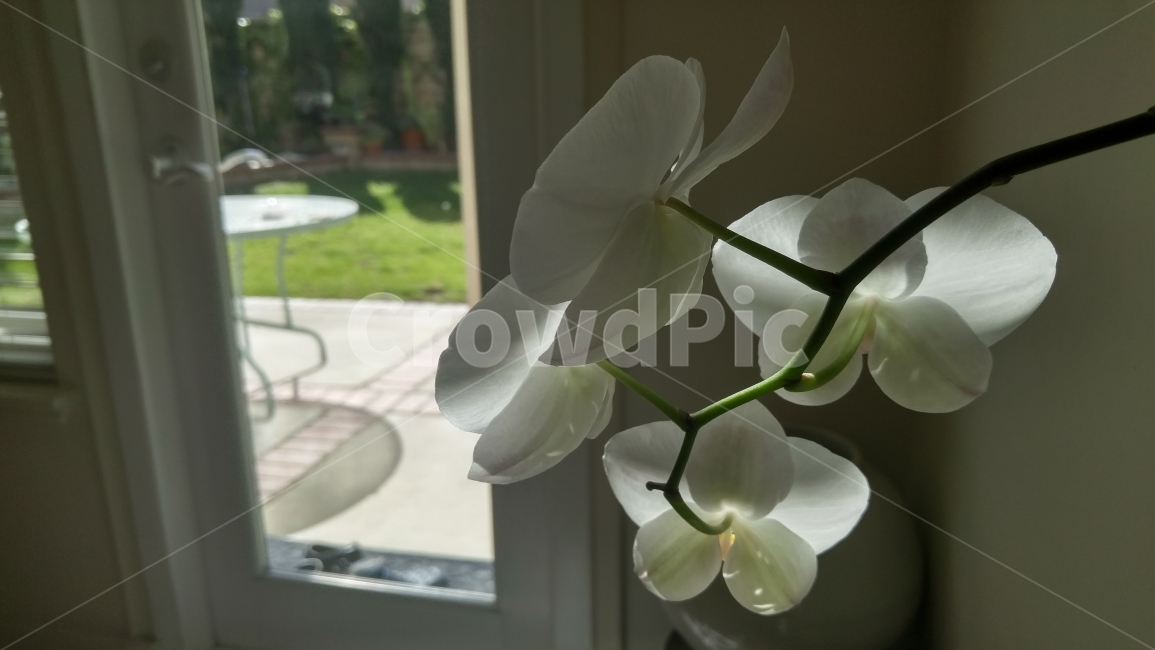 식물,서양난,호접난,이른아침햇살,빛,그림자,뒷태,phaelenopsis,orchid,식물,자연,plants,nature,꽃,flower