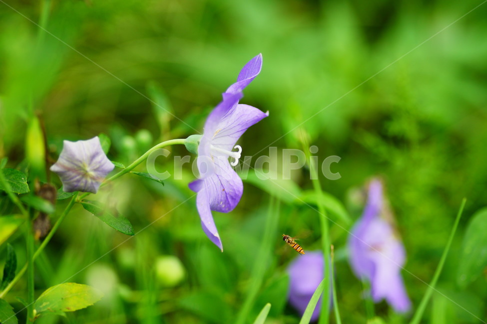 식물,plant,blossom,꽃,flower,도라지,식물,자연,plants,nature,꽃,flower