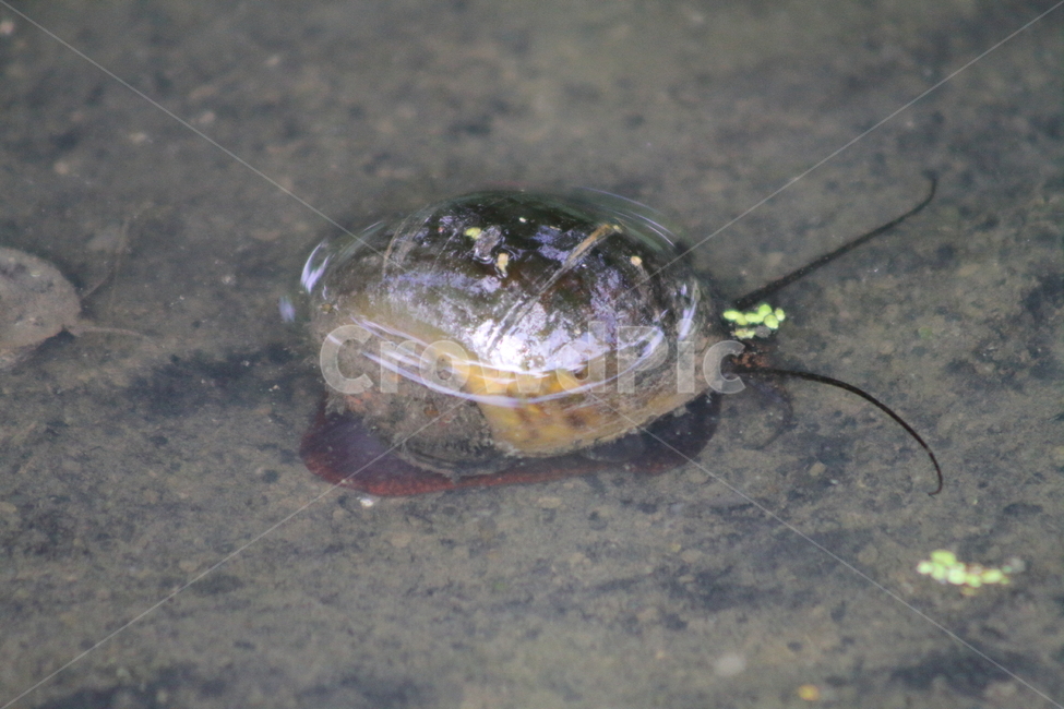 snail,Rice snail,animal,riversnail,mollusk