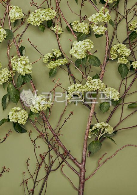 수국,꽃,flower,flowerarrangement,꽃꽂이,ikebana,꽃장식,mood,잎,leaf,그리너리,그린,싱그러운,greenery,green,꽃장식벽,배경,식물배경,소스,background,배경소스,backgroundsource,백그라운드