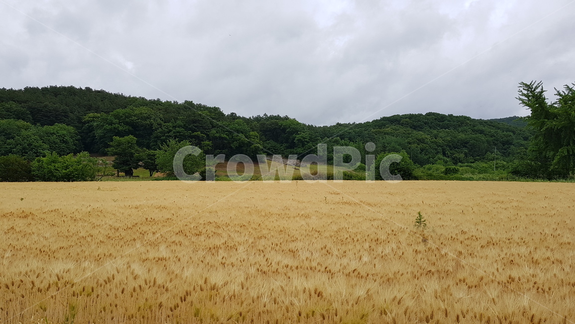 보리밭,barleyfield,들판,보리,barley,시골,농사,풍경,황금빛,풍년,가을,수확,추수