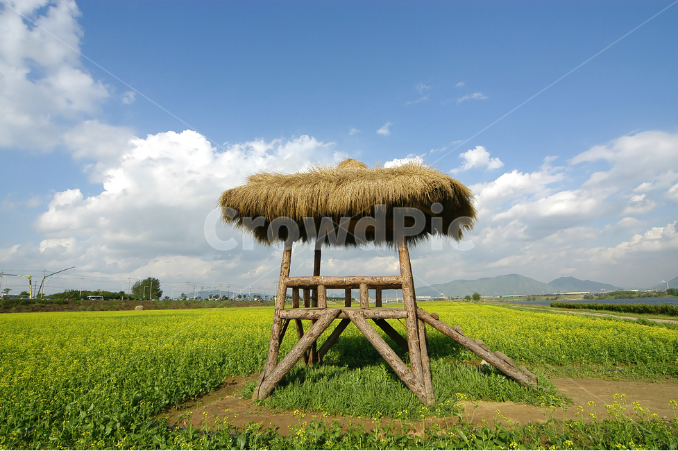landscape photography,hut,flower garden,rape flower field,construct,building,spring,spring flowers,cloud,folklore,sight,tradition,sky,everyone,nature,countryside,flower,korea,rapeseed,spring scenery,rape flower,traditional architecture,Korean tradition