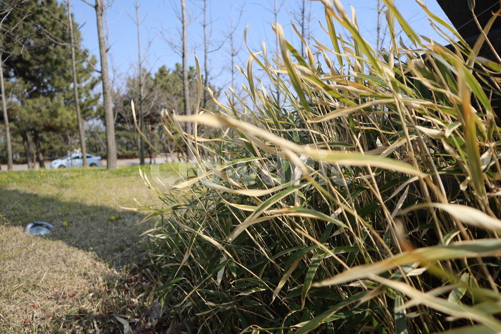 풀,들판,풀숲,grass,field