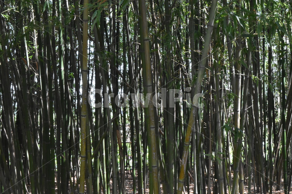 대나무,숲,식물,초록,여름,빽빽,tree,green,bamboo,자연,풍경,nature,landscape,plant