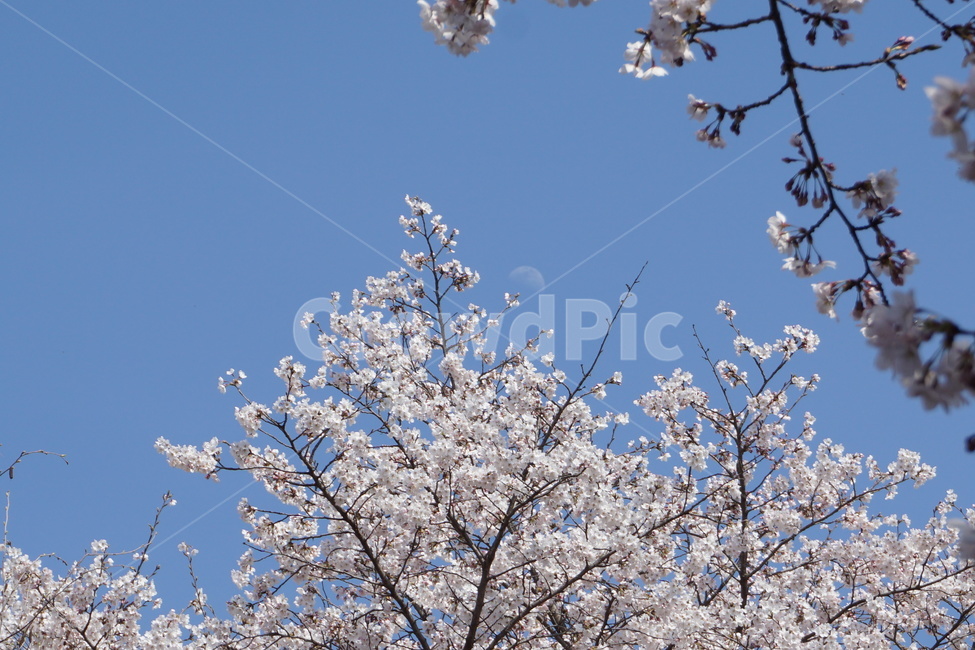 벚꽃,봄꽃,꽃,봄,벚꽃나무,나무,spring,flower,하늘,sky,달,풍경,moon