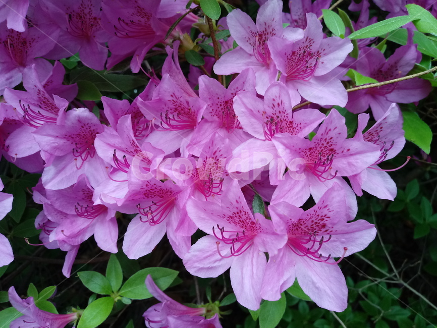 철쭉,smilerosebay,진달래과,식물,봄꽃,개꽃나무,springseasonflower,척촉화,낙엽관목,관상용