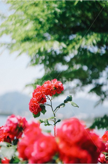 꽃,장미,장미꽃,봄,장미축제,식물,자연,plants,nature,꽃,flower,감성,sensible,feeling