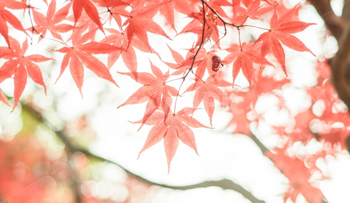 가을,자연,단풍,풍경,나뭇잎,가을,계절,fall,autumn,season,식물,자연,plants,nature,감성,sensible,feeling,plant,leaf,잎,tree,나무