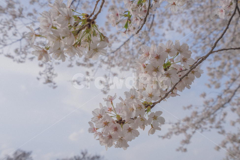 벚꽃,꽃,나무,봄,감성,봄풍경,spring,korea,cherryblossom,tree,봄,계절,spring,season,식물,자연,plants,nature,꽃,flower,감성,sensible,feeling,plant,blossom,cherry blossom
