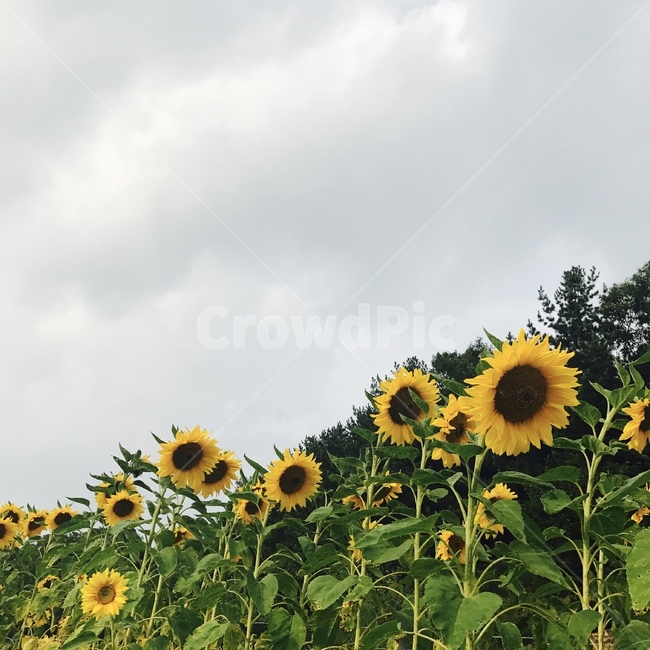 식물,꽃,해바라기,구름,개화