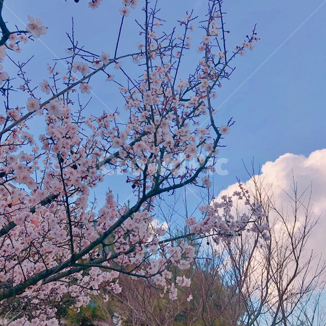 벚꽃,꽃,하늘,나무,분홍,봄,계절,spring,season,자연,풍경,nature,landscape,plant,식물,blossom,flower