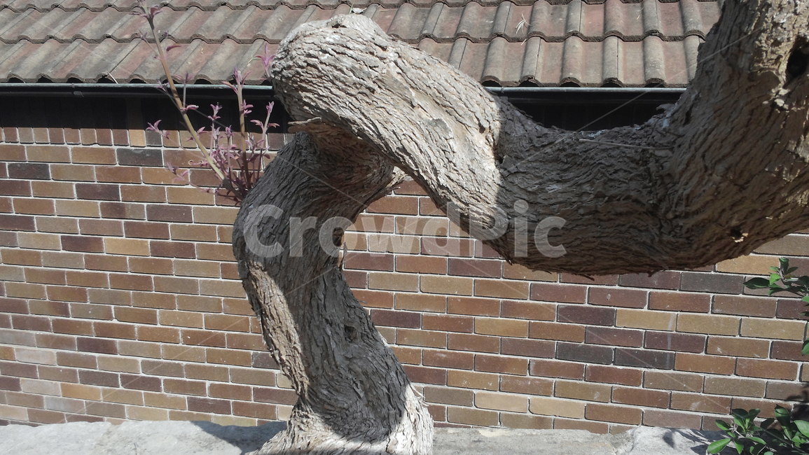 기와,벽돌,집,나무,너와집,돌너와집,펜션,한옥,벽,지붕,tree,wood,rooftile,식물,자연,plants,nature,나무,trees,wood