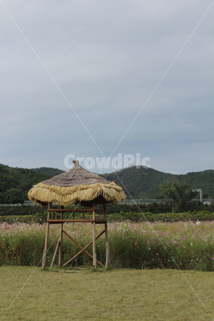 가을,자연,가을풍경,식물,원두막,코스모스밭,자연,풍경,nature,landscape,outdoors,옥외,building,건물,rural,농촌