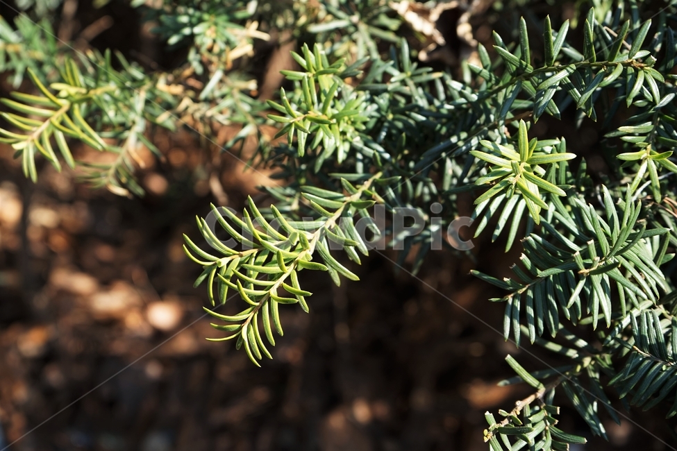 침엽수,주목,나무,연녹색,잎,자연,식물,coniferoustree,plant,nature,wood,식물,자연,plants,nature