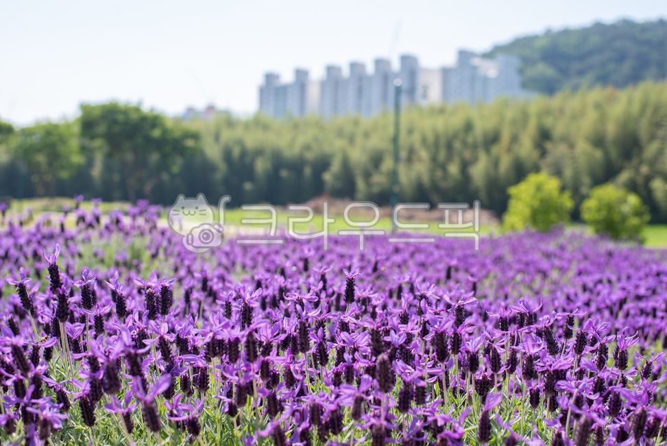 울산,태화강국가정원,태화강봄꽃축제,라벤더,여름꽃,ulsan,taehwaganggrandpark,springflowers,flower,lavender