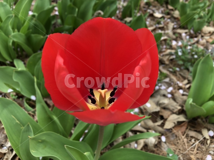빨간색,꽃,flower,봄,땅