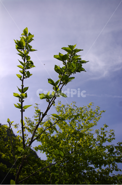 나무,잎,초록,식물,plant,식물,자연,plants,nature