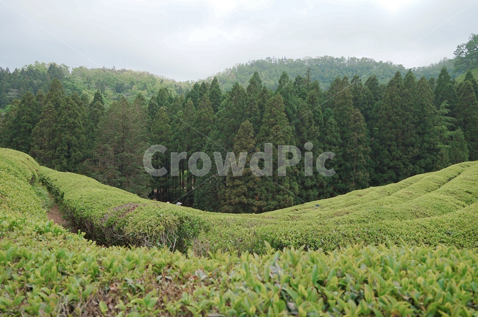 자연,나무,녹차,초록,풀,자연,풍경,nature,landscape,tree,plant,식물,fir,전나무