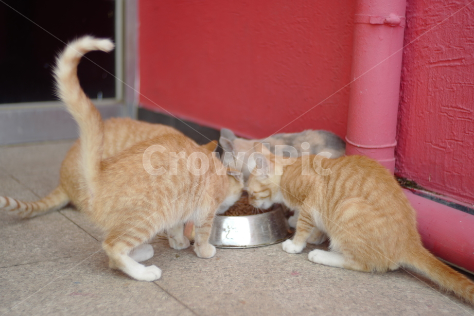 고양이,아기고양이,포유류,cat,동물,aninal,pet,동물,animal,포유류,mammal,고양이,cat,kitten,kitty