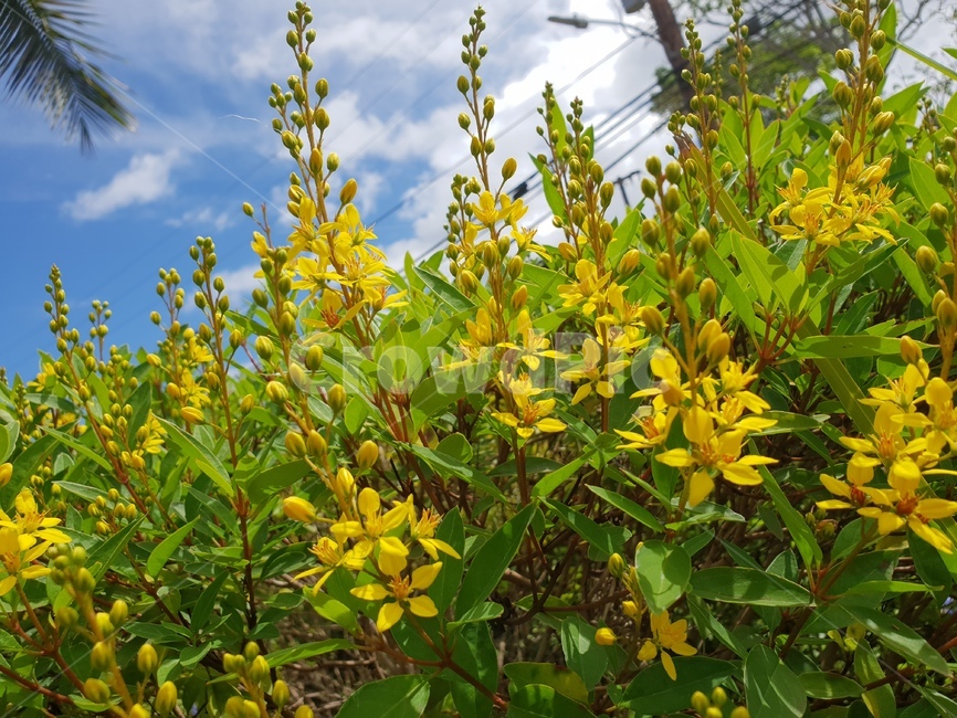 개나리,봄,봄꽃,노란개나리,식물,plant,꽃,노란색,노란식물