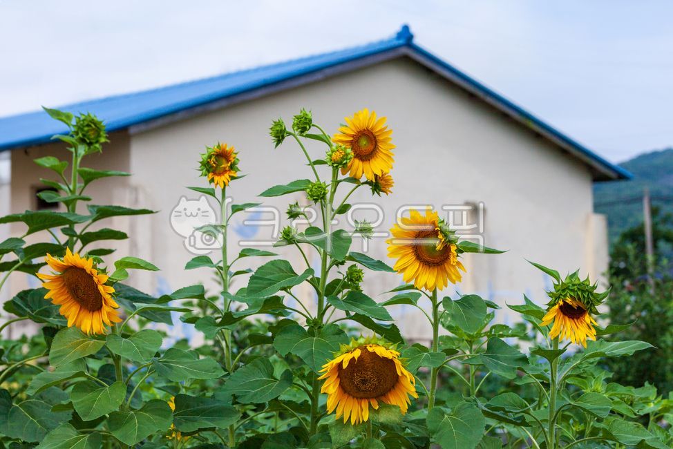 해바라기,플라워,flower,꽃,sunflower,노란색,풍경,하늘,자연,nature,여름,감성사진,바탕화면