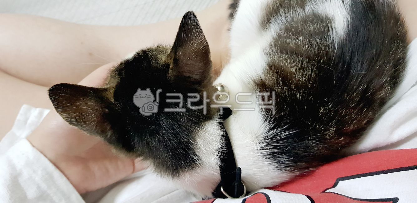 고양이뒷통수,고양이뒷모습,아기고양이,무릎냥,고등어태비,고양이,길냥이,자묘,새끼고양이