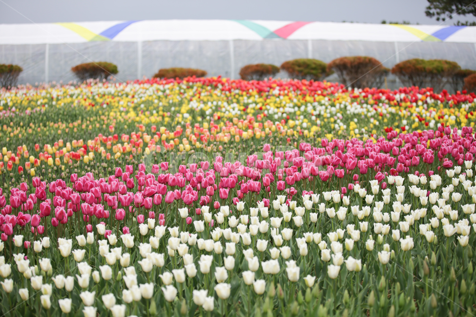 튤립,튤립축제,태안튤립축제,tulip,백합목,백합과,봄꽃,봄,계절,spring,season,식물,자연,plants,nature,꽃,flower,plant