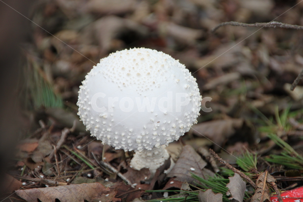 fungus,진균류,버섯,균류,균사체,버섯,mushroom