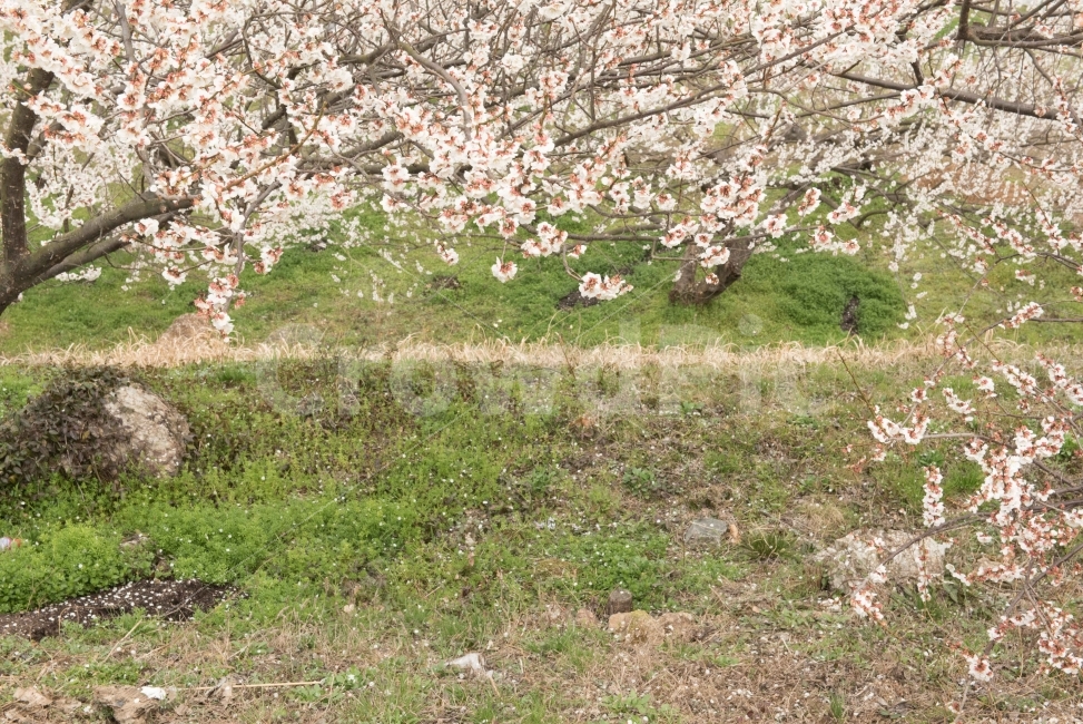 섬진강,섬진강기행,기행,남도,전라도,일상,시골,니콘,NIKON,D750,DSLR,사진,여행,정취,느낌,파스텔톤,파스텔,매화꽃,흰색,매화,청매농원,청매원,청매실농원,청매화농원,매화축제,매화꽃축제,섬진강축제,축제,매화마을,광양,전남광양,전남,새싹,봄,자연,풍경,nature,landscape,봄,계절,spring,season,plant,식물