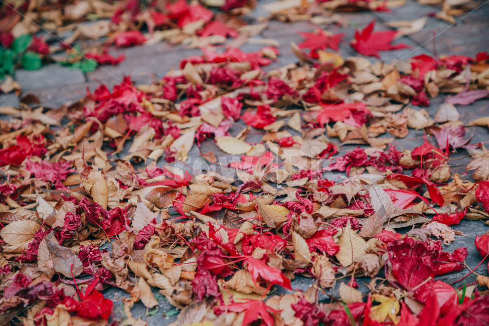 가을,단풍,나뭇잎,나무,붉은,빨간,잎,잎사귀,가을,계절,fall,autumn,season,leaf,plant,식물,flower,꽃,blossom,petal,꽃잎