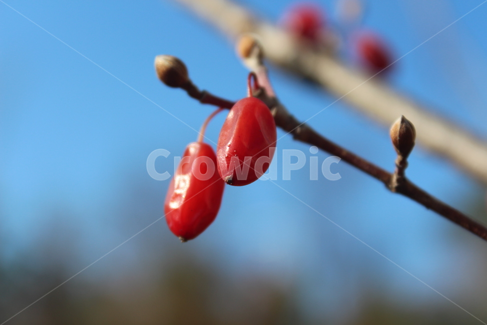 fruit,plant,식물,열매,red