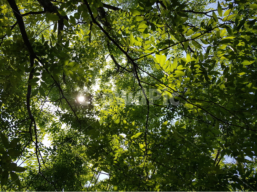 잎사귀,잎,초록,자연,배경,배경이미지,나무,초록나무,식물,자연,plants,nature