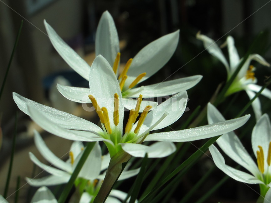 꽃,flower,식물,blossom,plant,부추꽃,식물,자연,plants,nature,꽃,flower