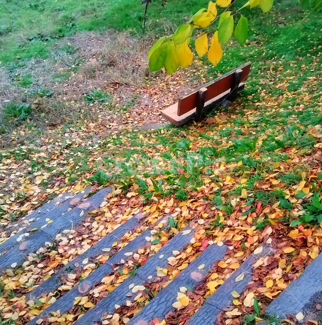 밴치,공원,낙엽,leaf,잎,plant,식물,ground,바닥