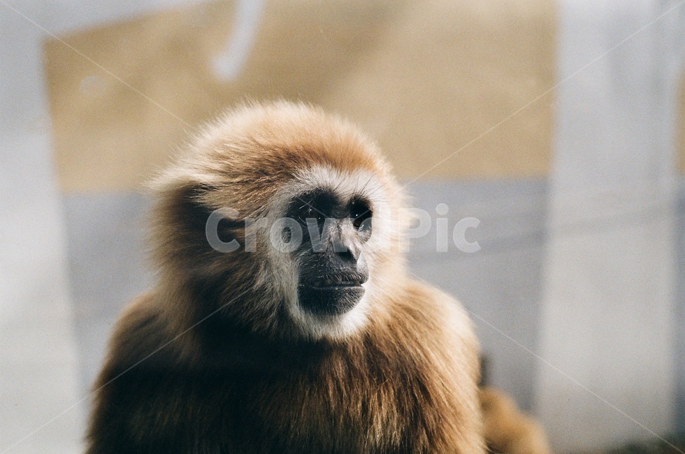 원숭이,긴팔원숭이,동물원,동물,귀여운동물,zoo,animal,동물,animal,포유류,mammal