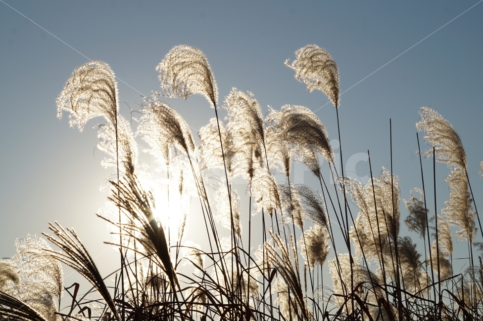 가을,풍경,억새,하늘,파란,하늘공원,공원,빛,햇살,감성,스냅,자연,억새밭,fall,silvergrass,sky,blue,park,sunshine,snap,nature,가을,계절,fall,autumn,season,식물,자연,plants,nature,grass,잔디,plant,lawn,reed,갈대