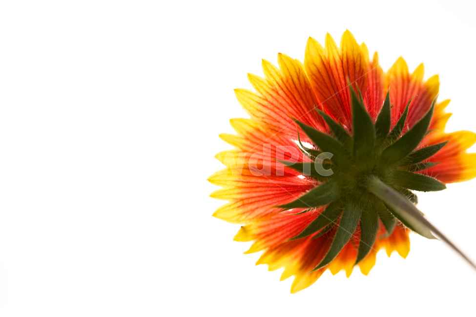 plant,식물,petal,꽃잎,flower,꽃