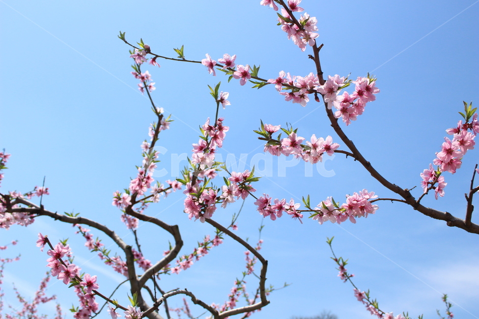 복사꽃,복숭아꽃,꽃,자연,식물,하늘,sky,flower