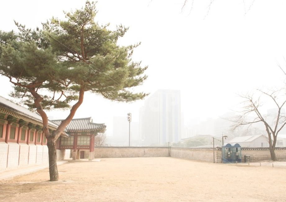tree,나무,plant,식물,경복궁,성