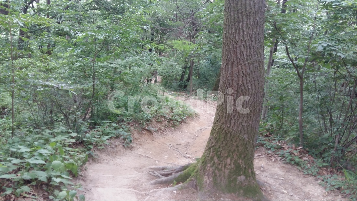향적산,등산,숲,나무,산책,자연,풍경,nature,landscape,식물,plants,나무,trees,wood,ground,바닥,tree,plant